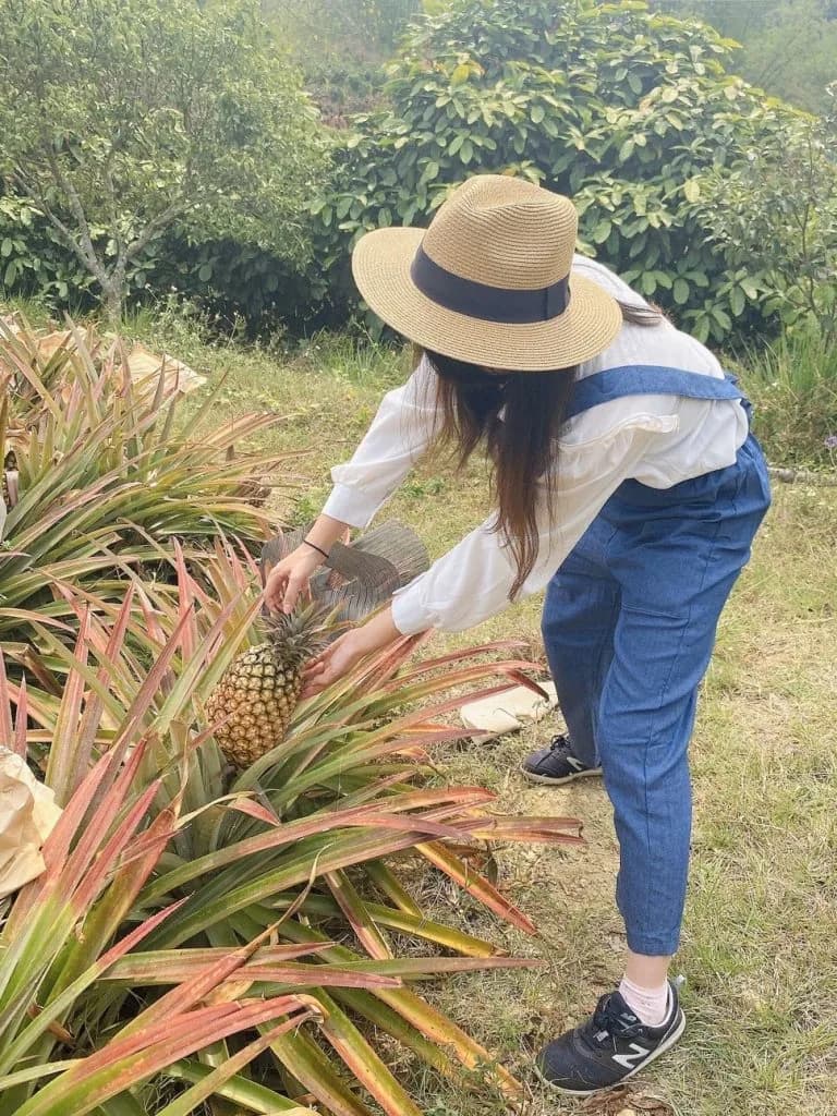 有機パイナップル農家さんに取材に行った時の写真